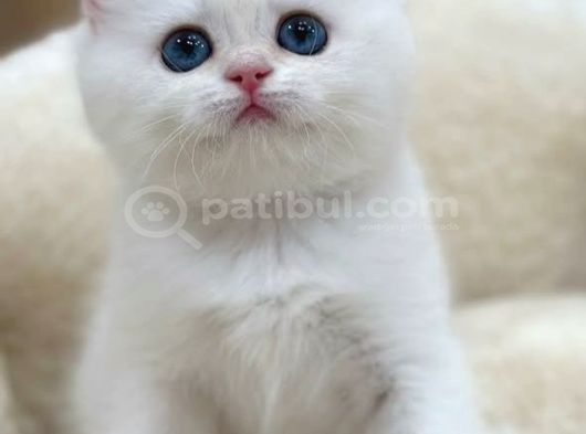 İnci Beyazı Ns1133 British Shorthair