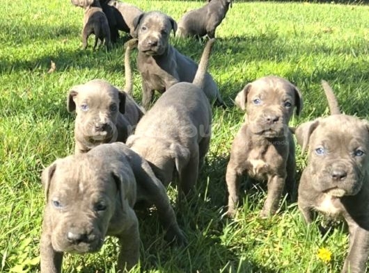 A Kalite Uygun Cane Carso Yavruları