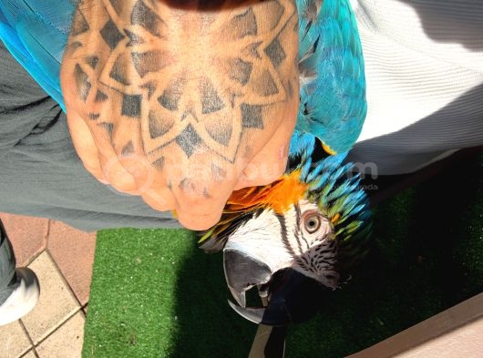 Ara Macaw Papağanimiz Hazir görsel