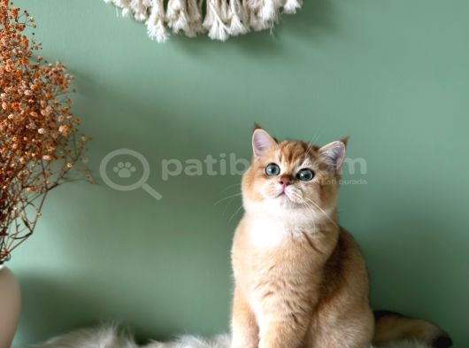 Safkan Golden British Shorthair