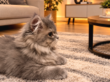 British Longhair