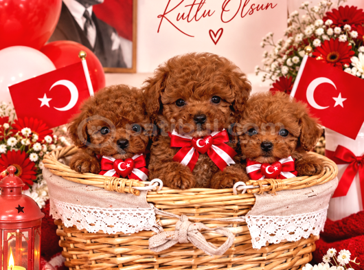 Dişi Erkek Toy Poodle Yavrular