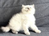 Safkan Ayi Surat Bri̇ti̇sh Bluepoi̇nt Ve Gri̇ Bebekler