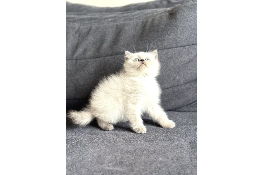 Safkan Ayi Surat Brİtİsh Bluepoİnt Ve Grİ Bebekler