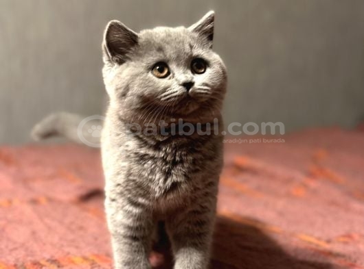 Safkan Ayi Surat Bri̇ti̇sh Bluepoi̇nt Ve Gri̇ Bebekler görsel