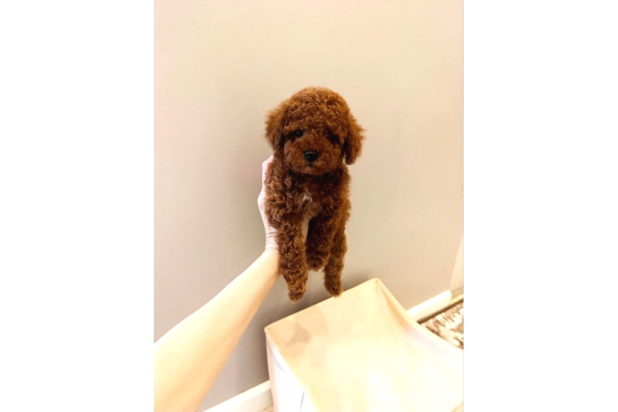 Kivir Kivir Red Toy Poodle