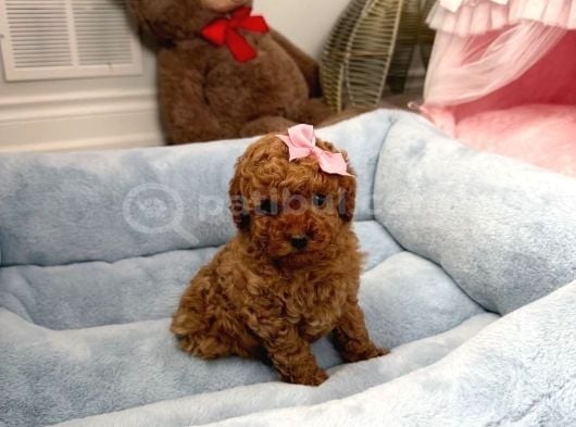 Tuvalet Eğitimli Toy Poodle