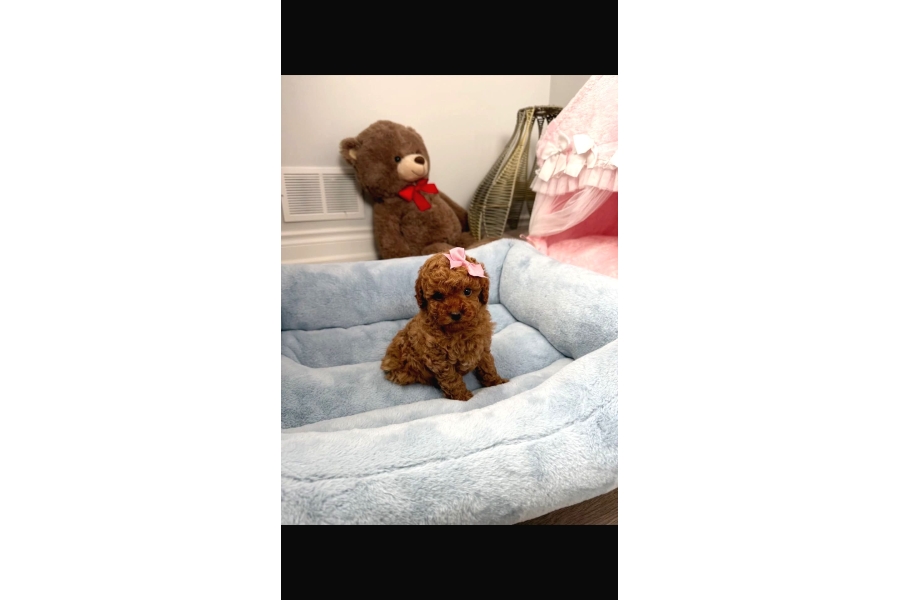 Tuvalet EĞİtİmlİ Toy Poodle