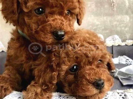 Irk Ve Sağlık Garantili Toy Poodle