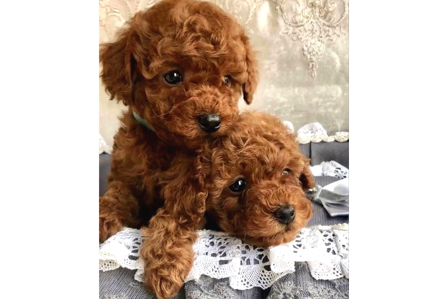 Irk Ve SaĞlik Garantİlİ Toy Poodle