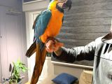Ara Macaw Papağanimiz Hazir