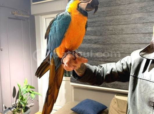 Ara Macaw Papağanimiz Hazir