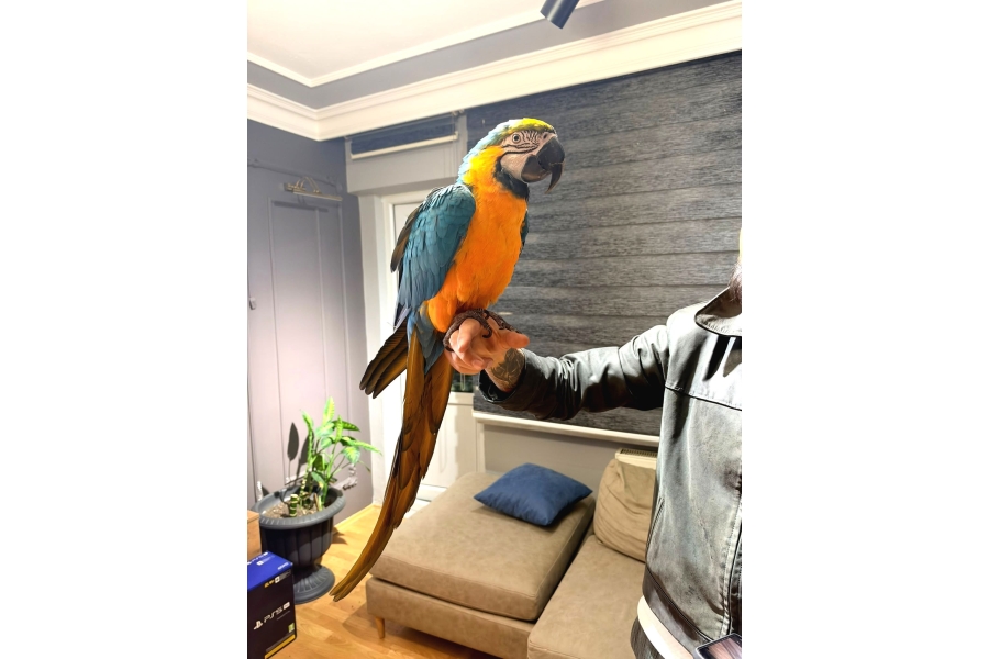 Ara Macaw PapaĞanimiz Hazir