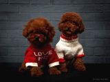 Ori̇ji̇nal Toy Poodle Yavrulari