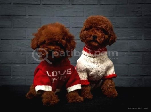 Orijinal Toy Poodle Yavruları