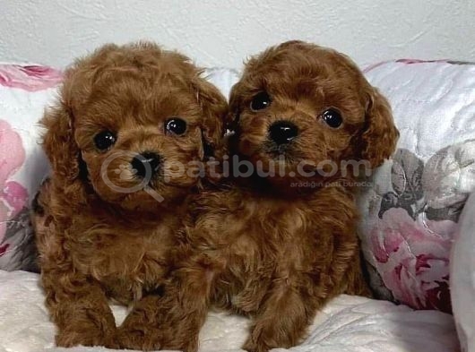 Güzellik Abidesi Erkek Dişi Poodle Bebekler