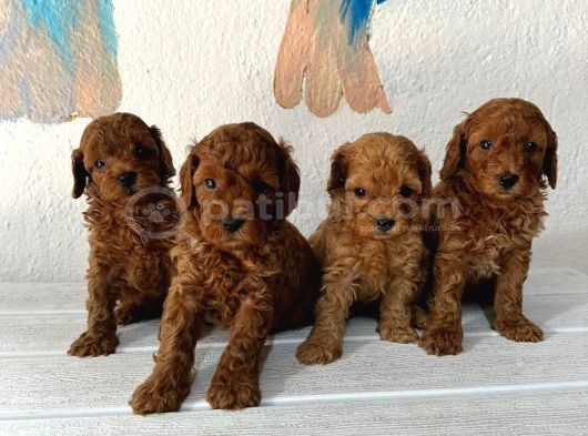 Sevi̇mli̇ Toy Poodle Yavrulari görsel