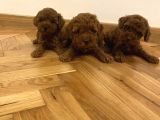 Sevi̇mli̇ Toy Poodle Yavrulari