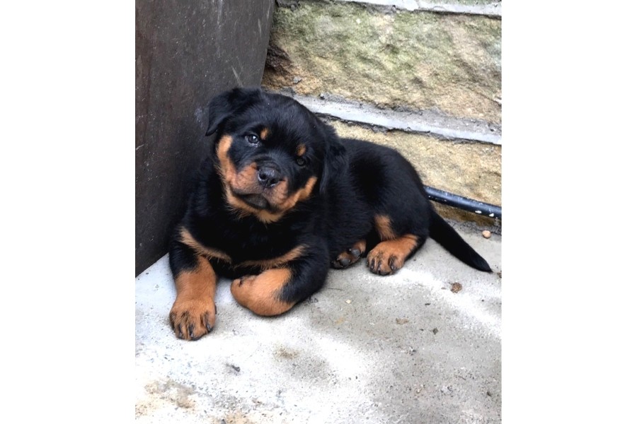 Rottweiler Yavrulari  GÜÇ Asİl DuruŞ Ve Sadakat