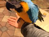 Ara Macaw Papağanimiz Hazir