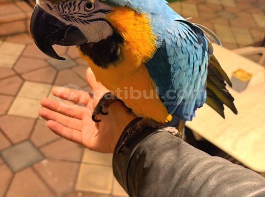 Ara Macaw Papağanimiz Hazir görsel