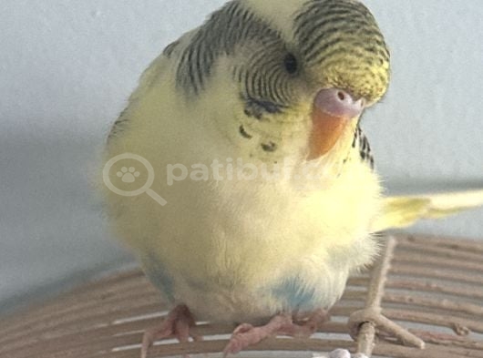 2 Aylık Dişi Muabbet Kuşu