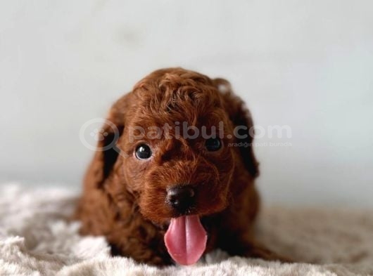 Üst Kalite Toy Poodle Yavrular