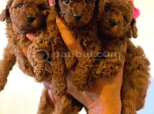 Safkan Red Toy Poodle Yavrulari görsel