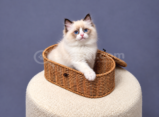 Şecereli Ragdoll Yavrular Hcm Ve Pkd Test Belgeleri