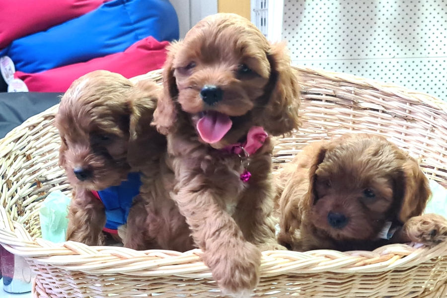 22 Yillik TecrÜbe İle Orjİnal Cavapoo Yavrular