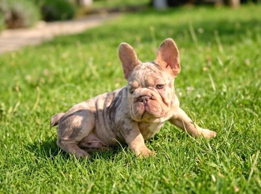 En Özel En Üst Versiyon French Bulldog Yavru