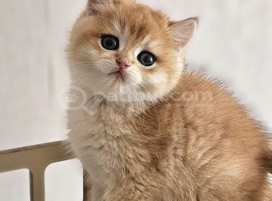 Ny12 British Shorthair