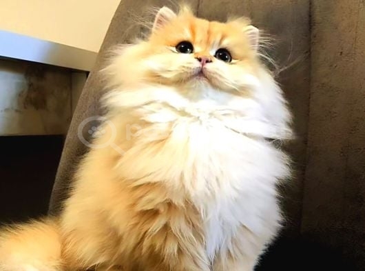 British Longhair Erkek