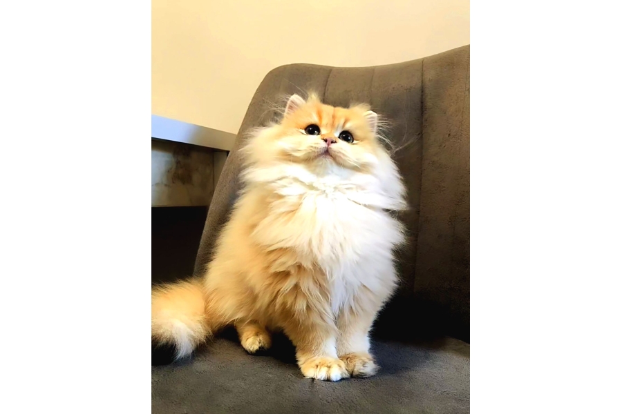 British Longhair Erkek