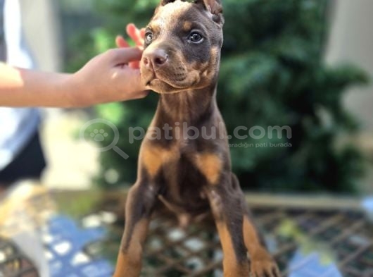 King kızıl doberman yavrular