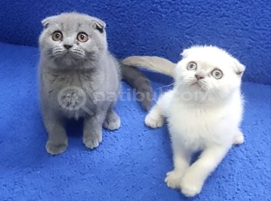 İstanbul İçi 724 Adrese Teslim Scottish Fold Ponçikler