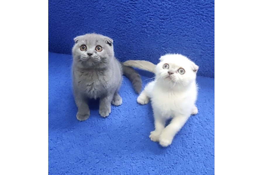 İstanbul Içi 724 Adrese Teslim Scottish Fold Ponçikler