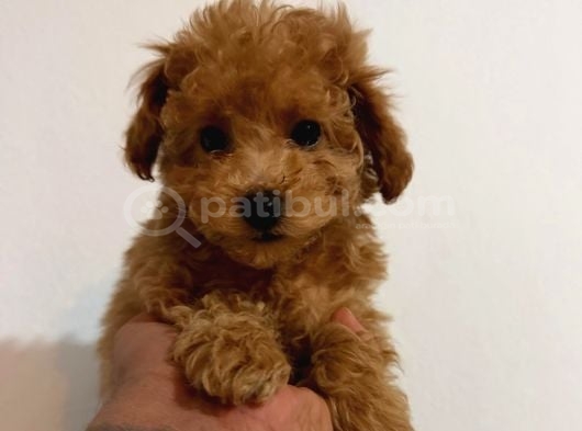 Toy Poodle Sevimli Yavrular Ev Üretimi