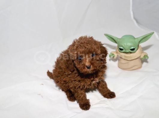 Teacup Red Toy Erkek Yavrumuz