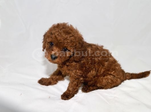 Red Toy Poodle Kızımız