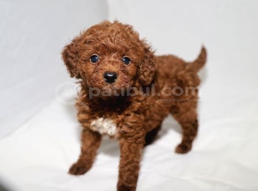 Teacup Toy Poodle Erkek Yavrumuz