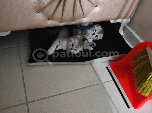 Scottish Fold