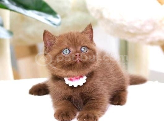 Zarafet Timsali Chocolate British Shorthair