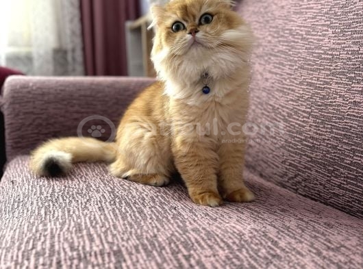 Erkek Longhair