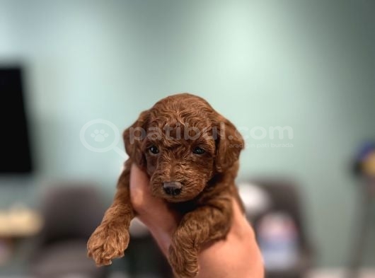 Kore Ve Toy Poodle Yavrular Tuvalet Eğitimli Aşılı