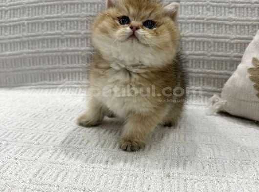 Efsane Güzellikler Hazır