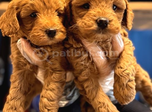 En Güzel Renkleriyle Maltipoo Bebekler