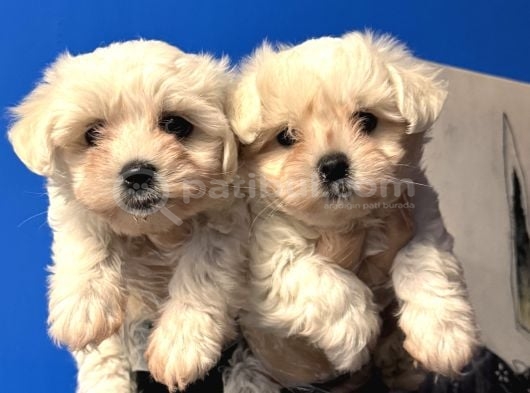 En Cici Halleriyle Maltese Terrier Bebekler