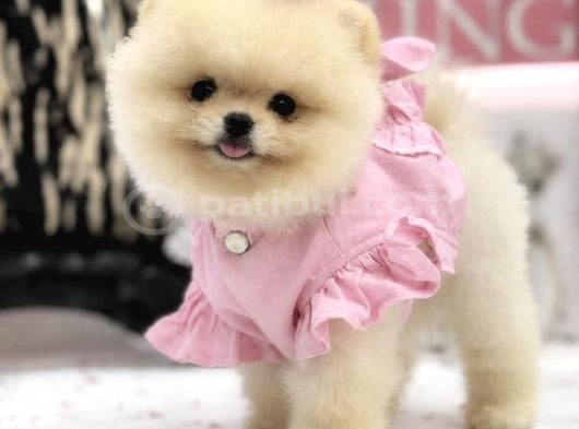 Teddyface Surat Yapısına Sahip Orjinal Kızımız
