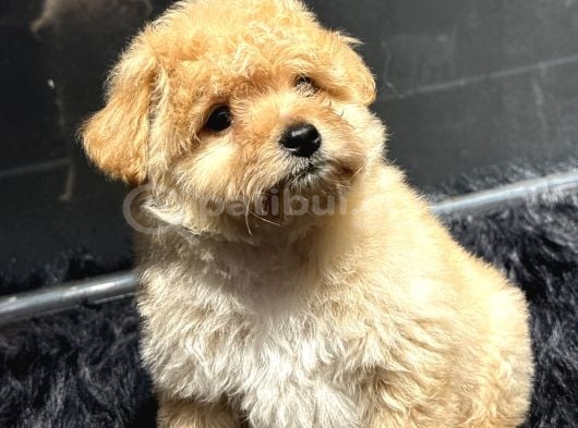 Dünya Tatlısı Maltipoo Yavrumuz